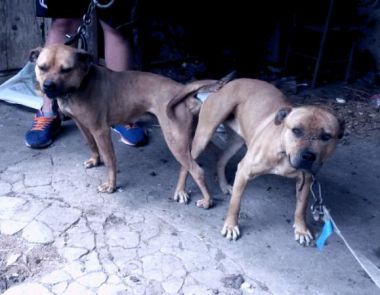 Photo of the dog