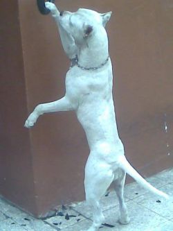 Photo of the dog