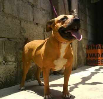Photo of the dog