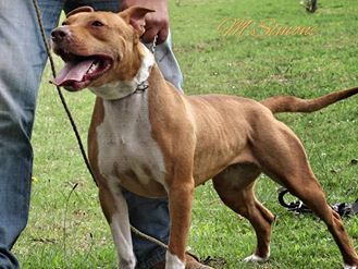 Photo of the dog