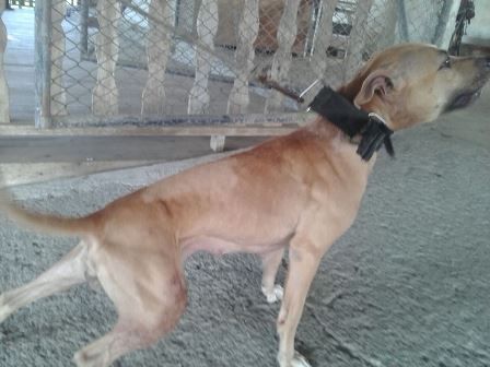 Photo of the dog
