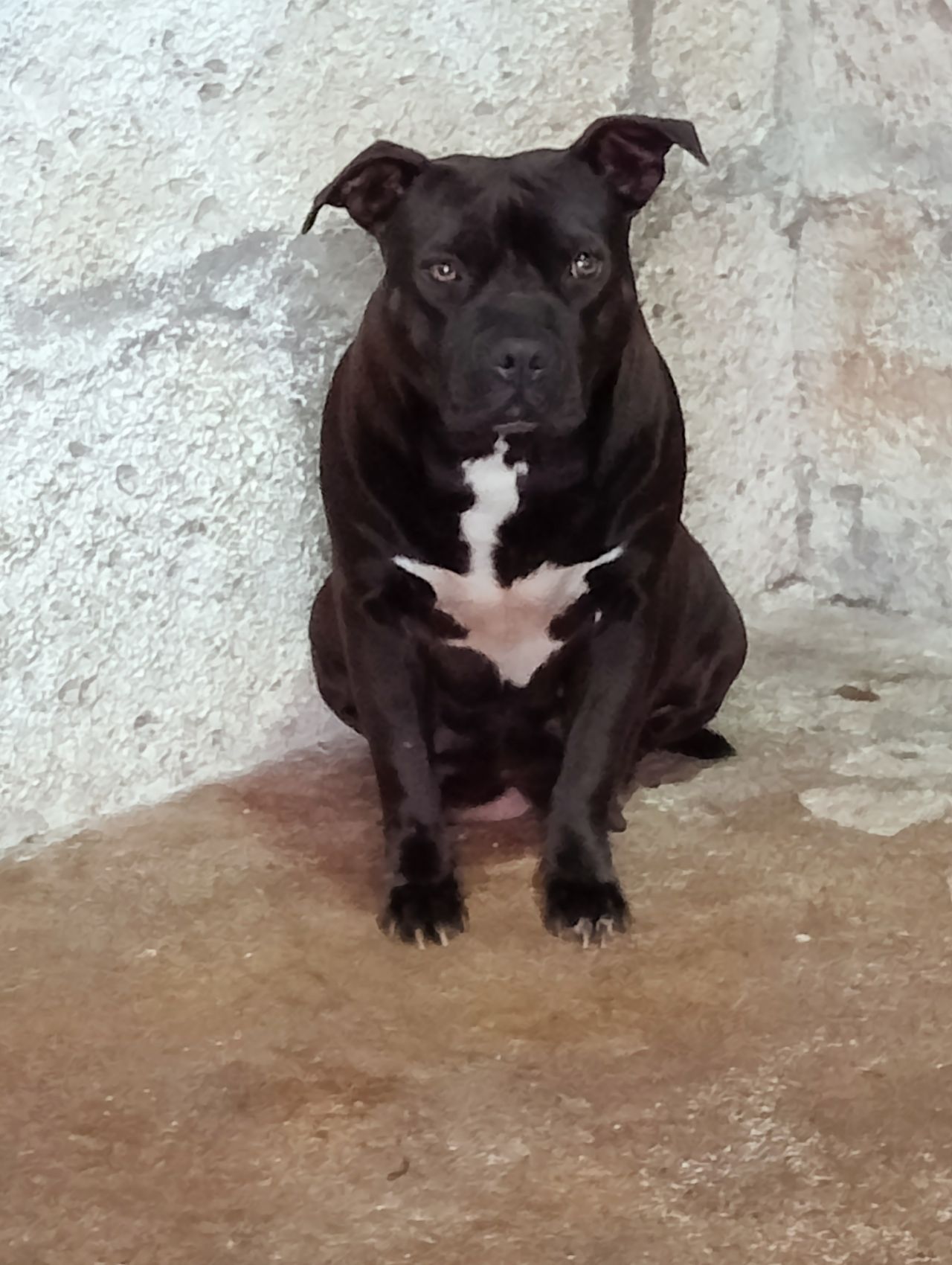 Photo of the dog