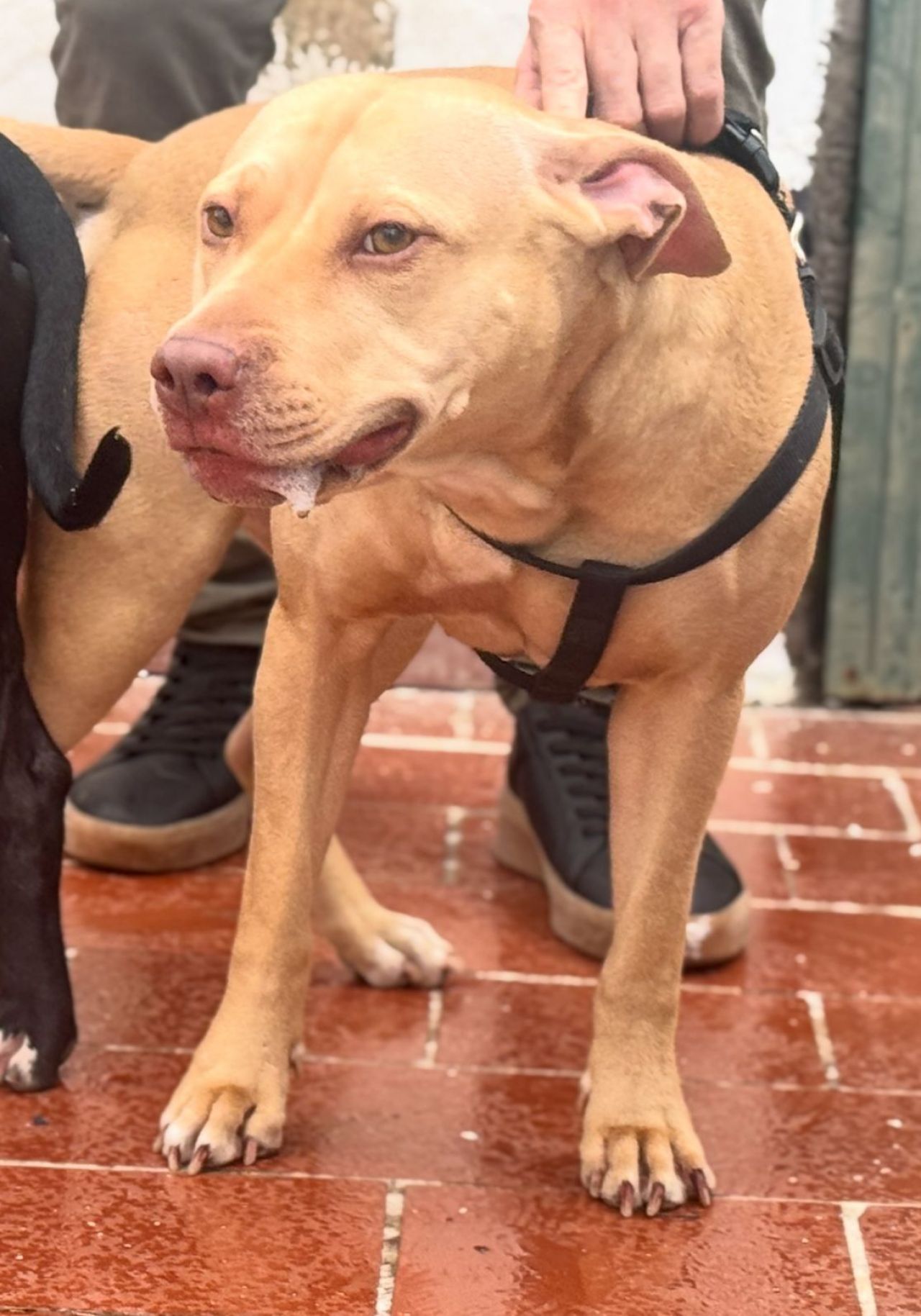 Photo of the dog