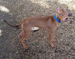 Photo of the dog