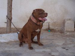 Photo of the dog