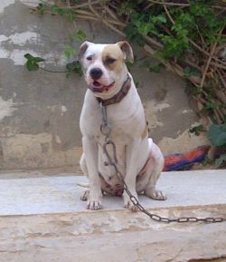 Photo of the dog
