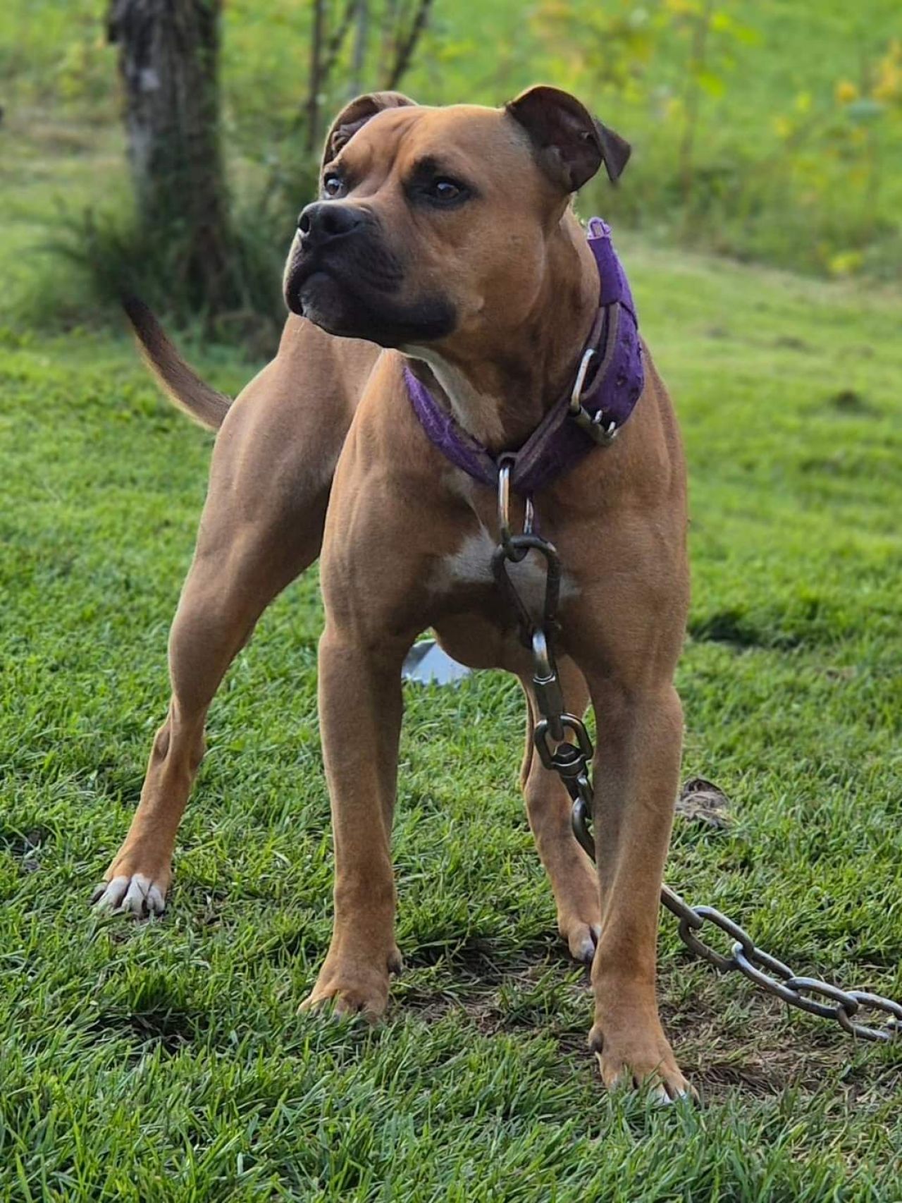 Photo of the dog