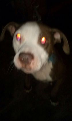 Photo of the dog