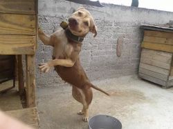 Photo of the dog