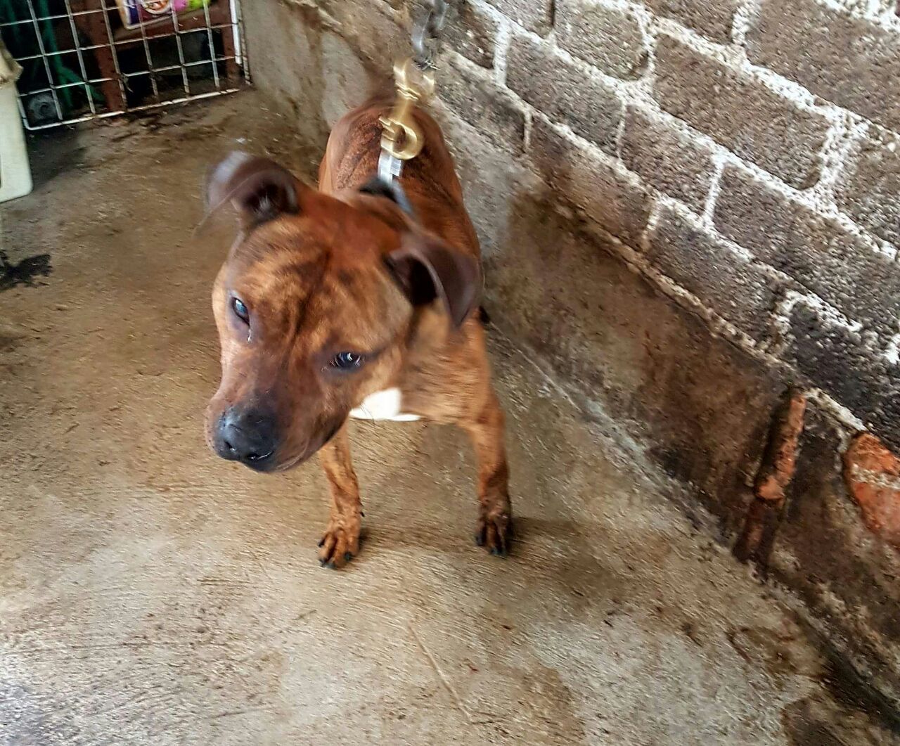 Photo of the dog