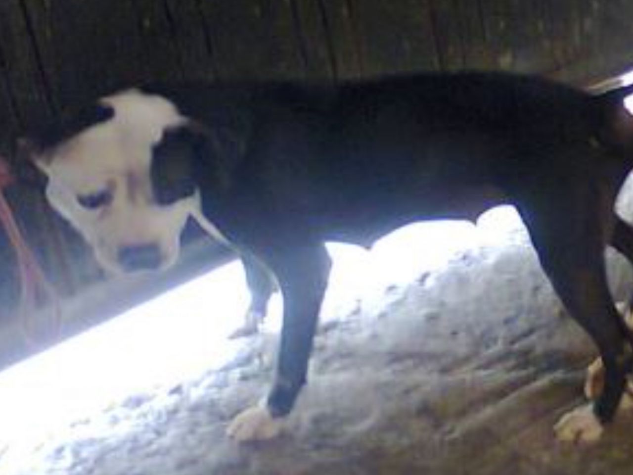 Photo of the dog
