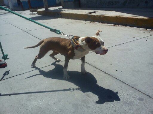 Photo of the dog