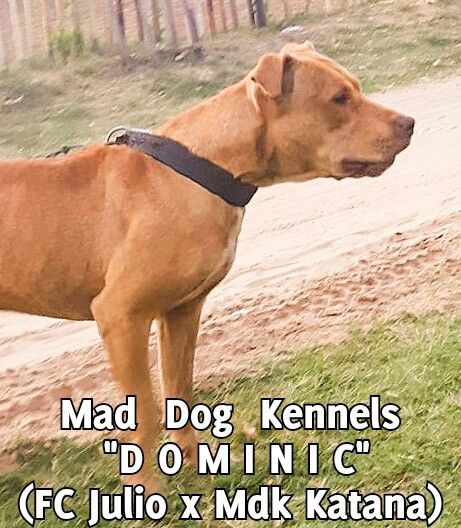 Photo of the dog