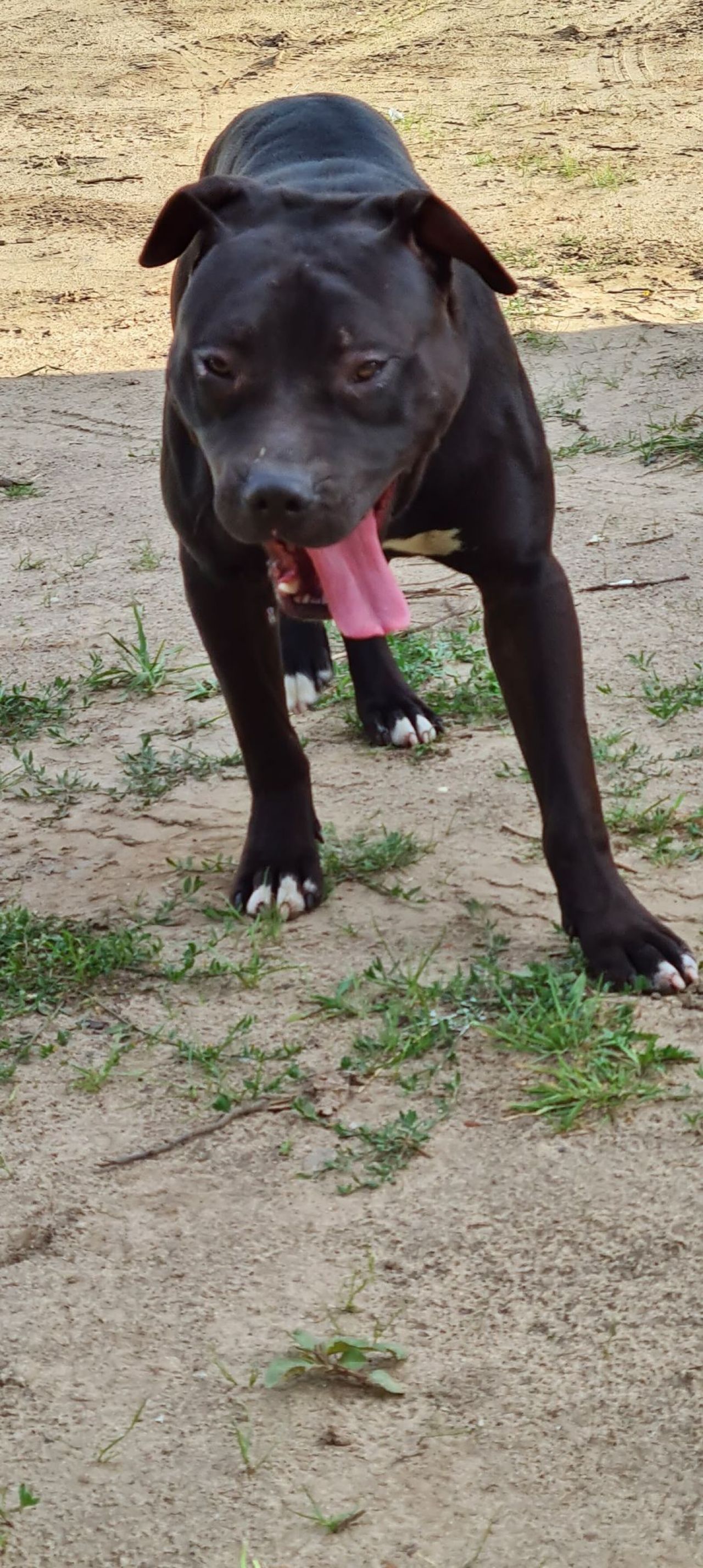 Photo of the dog