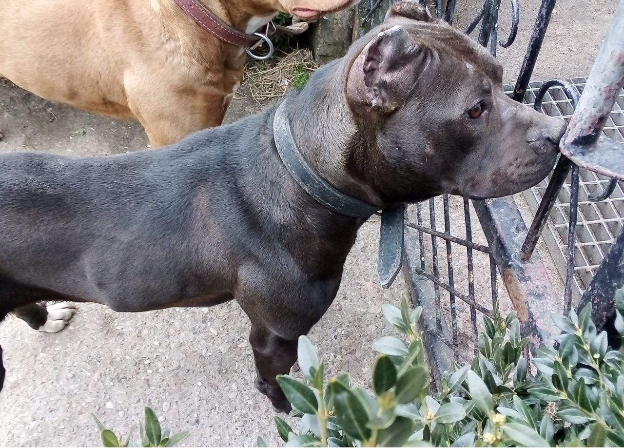 Photo of the dog