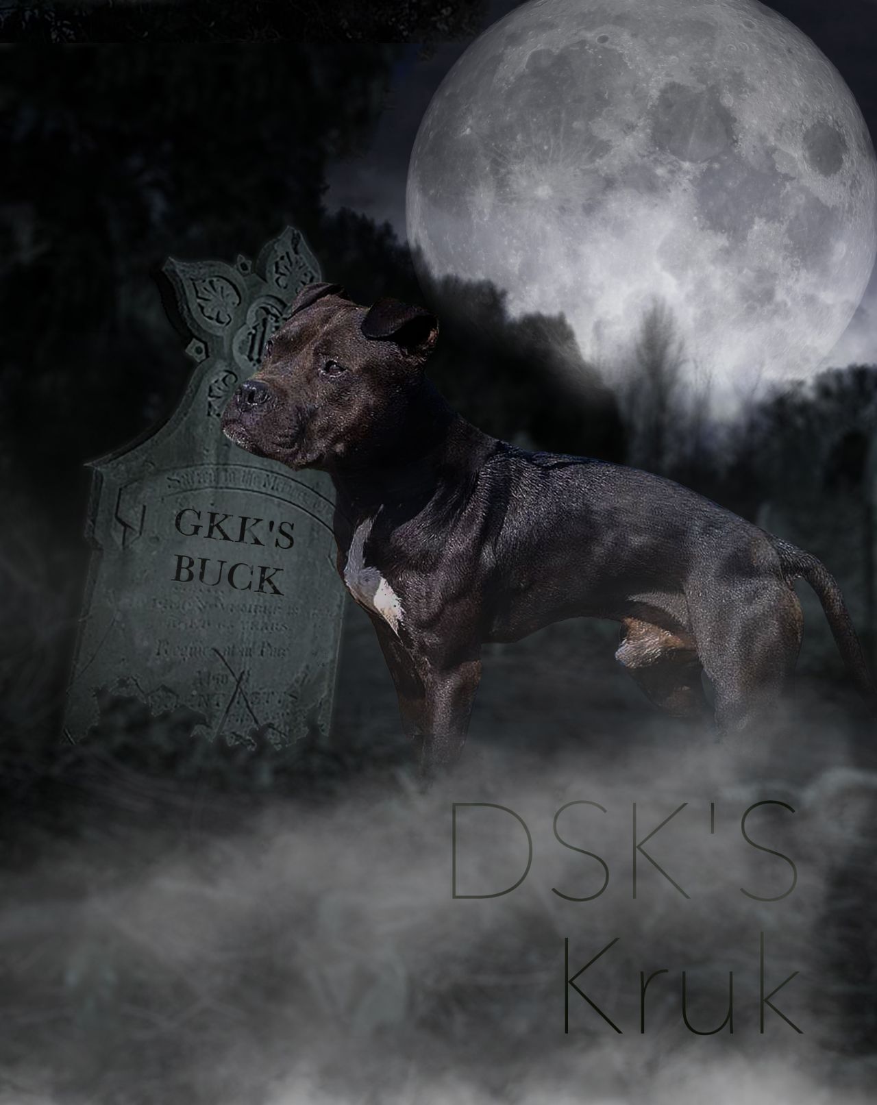 Photo of the dog