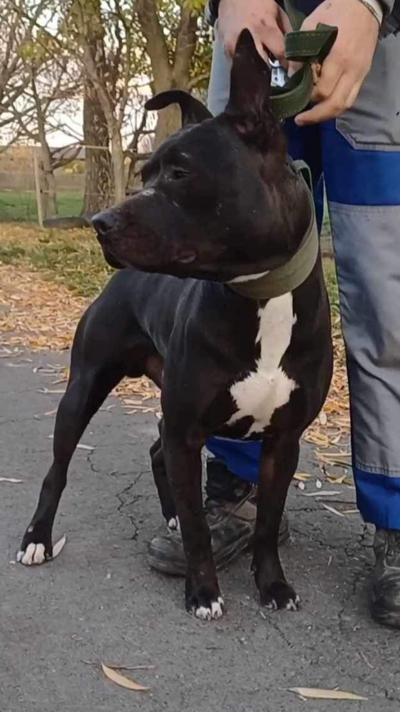 Photo of the dog
