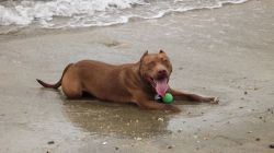 Photo of the dog