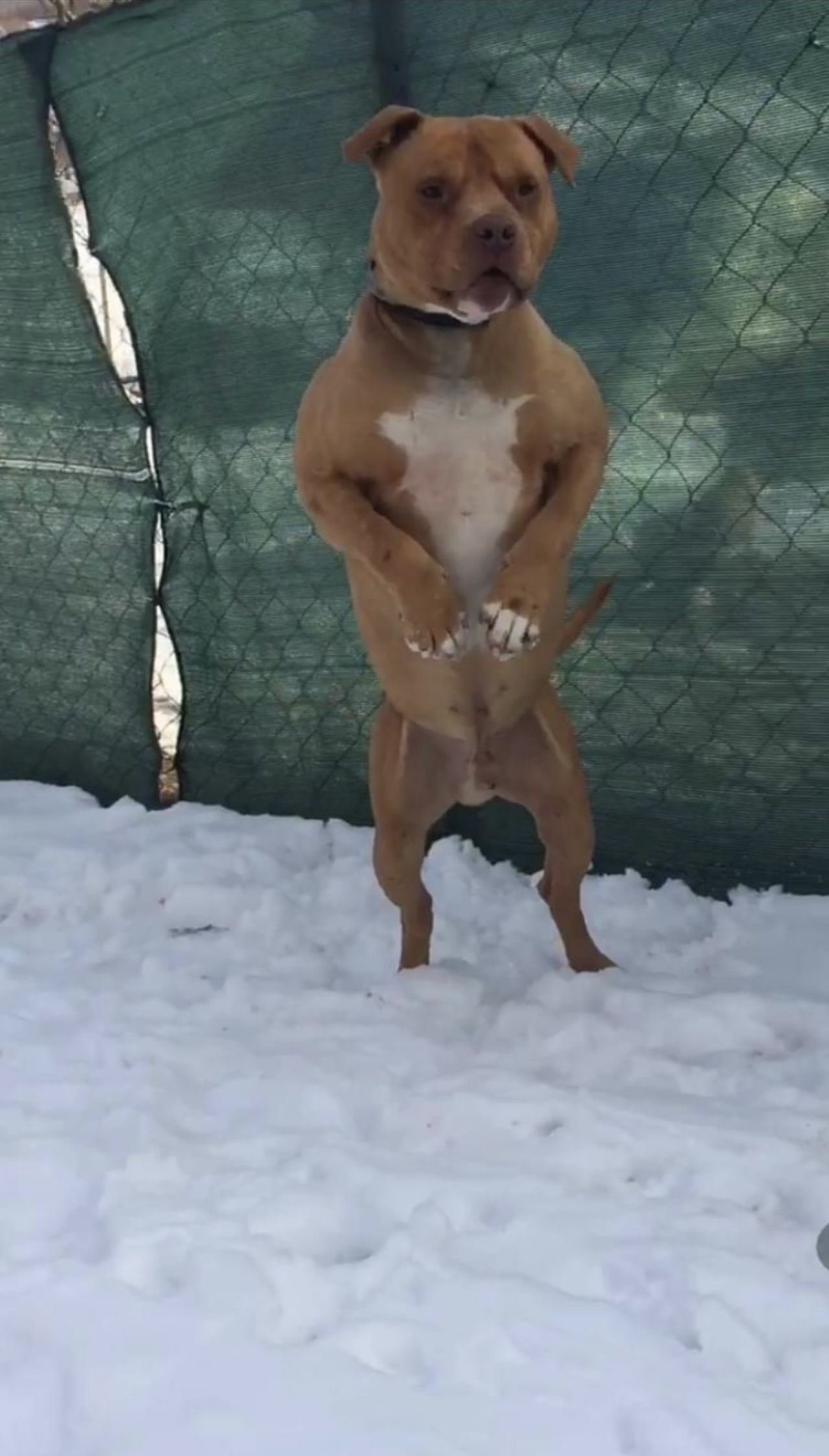 Photo of the dog