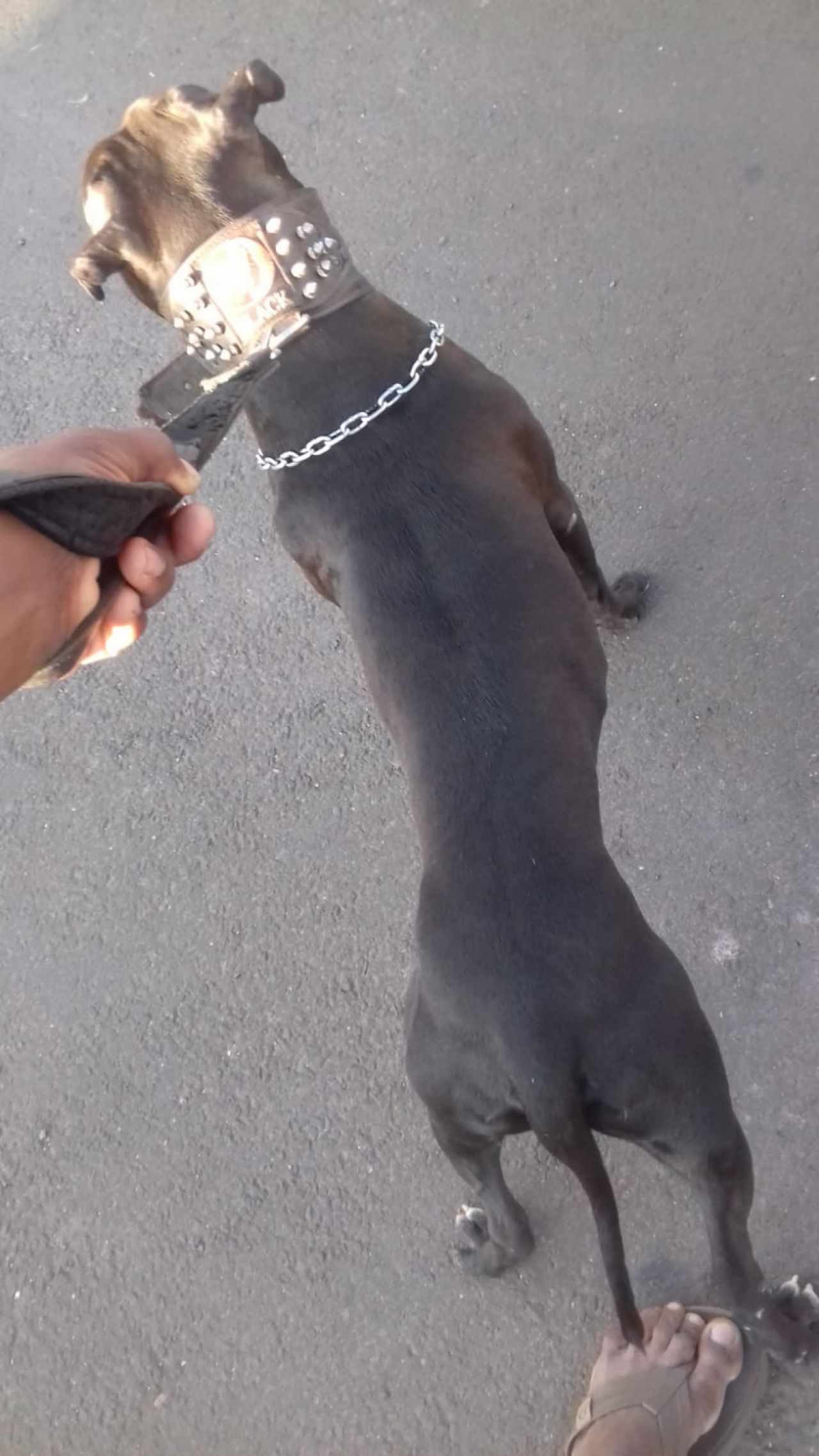 Photo of the dog