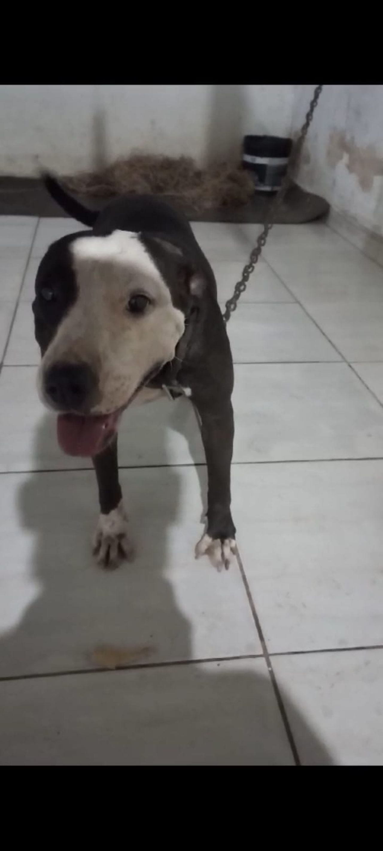 Photo of the dog