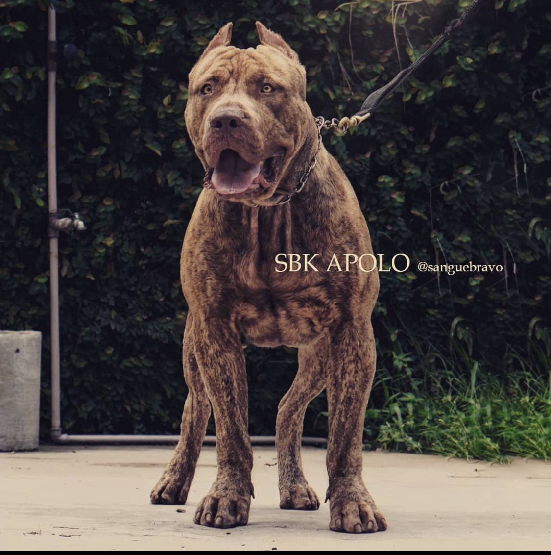 Photo of the dog