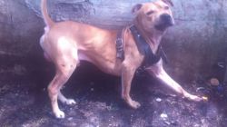 Photo of the dog