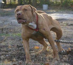 Photo of the dog