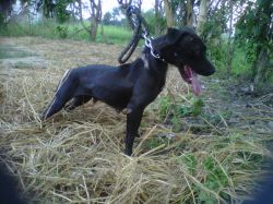Photo of the dog