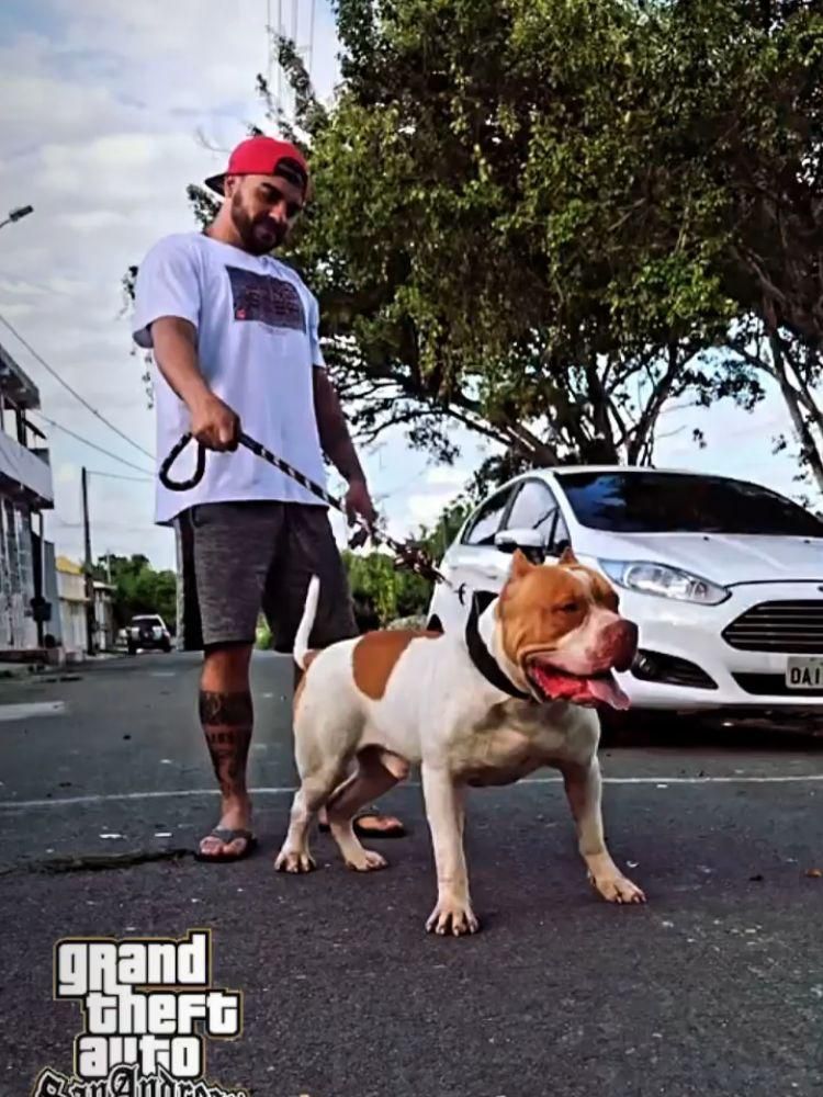 Photo of the dog