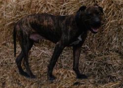 Photo of the dog