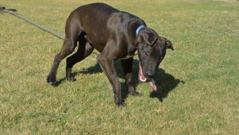 Photo of the dog