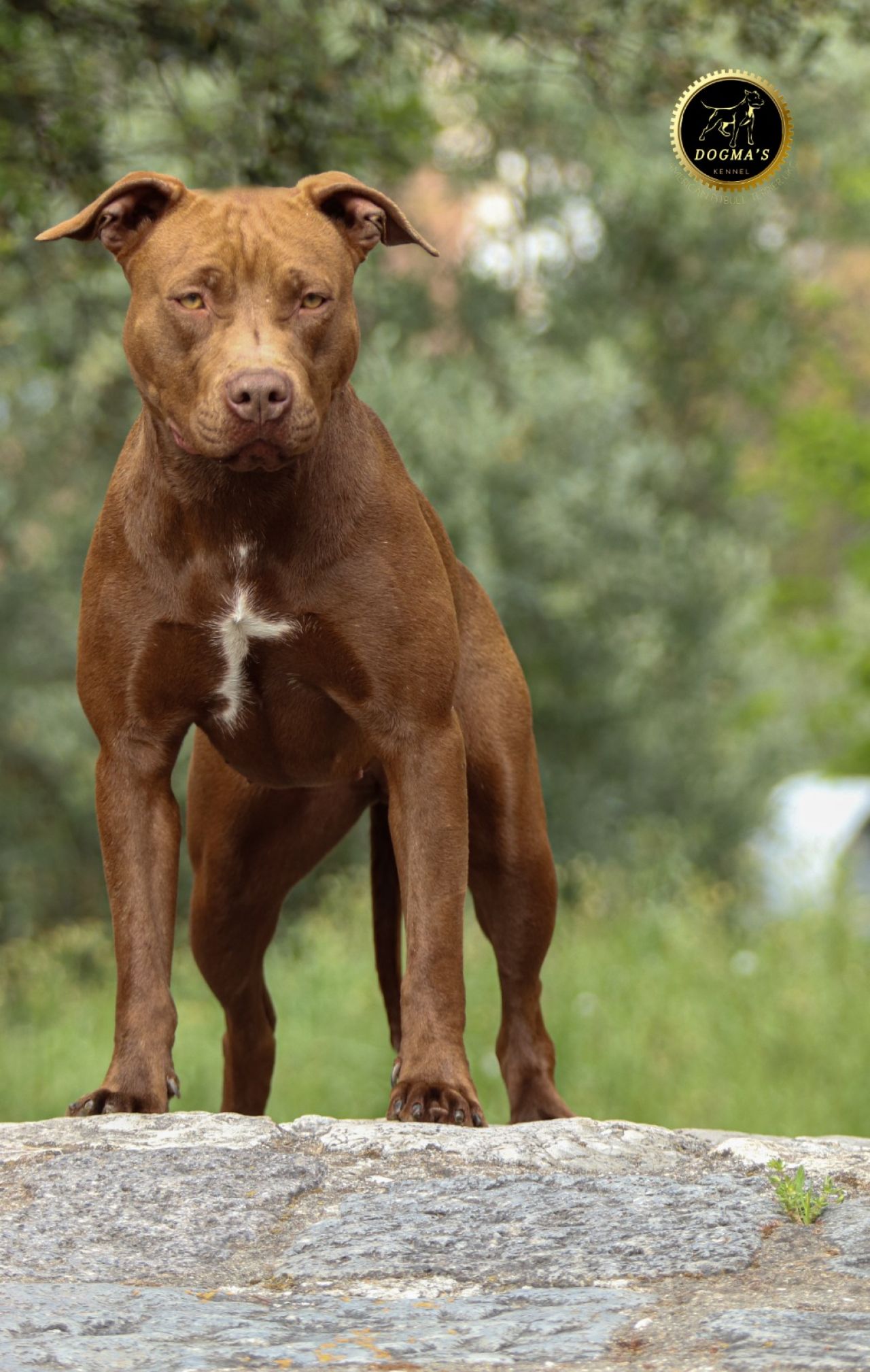 Photo of the dog