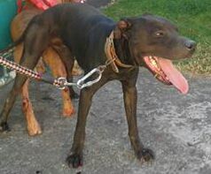 Photo of the dog