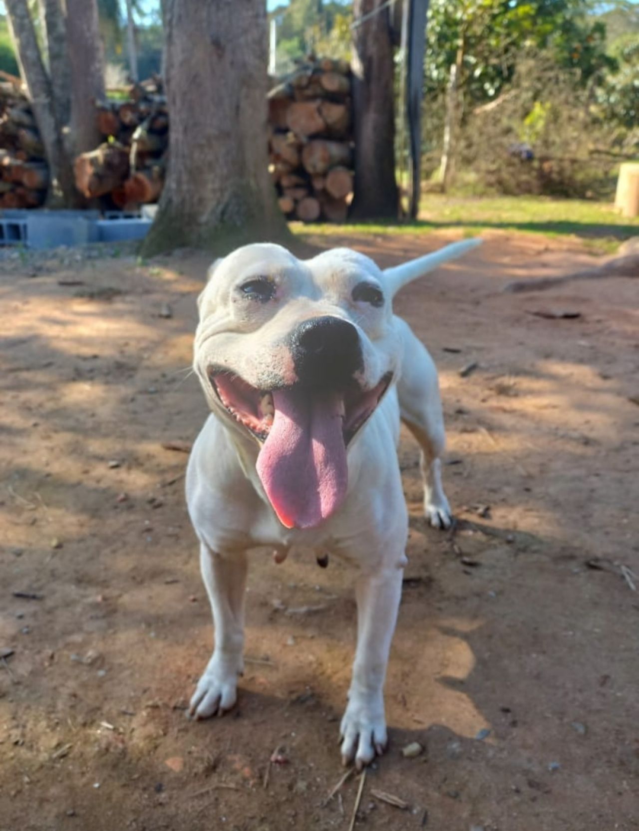 Photo of the dog