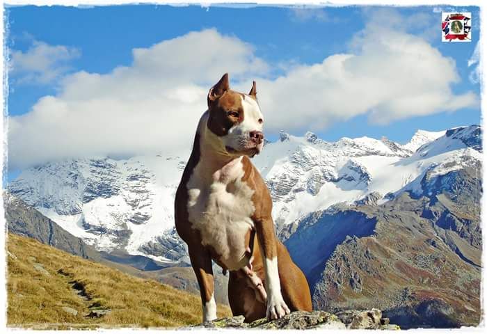 Photo of the dog