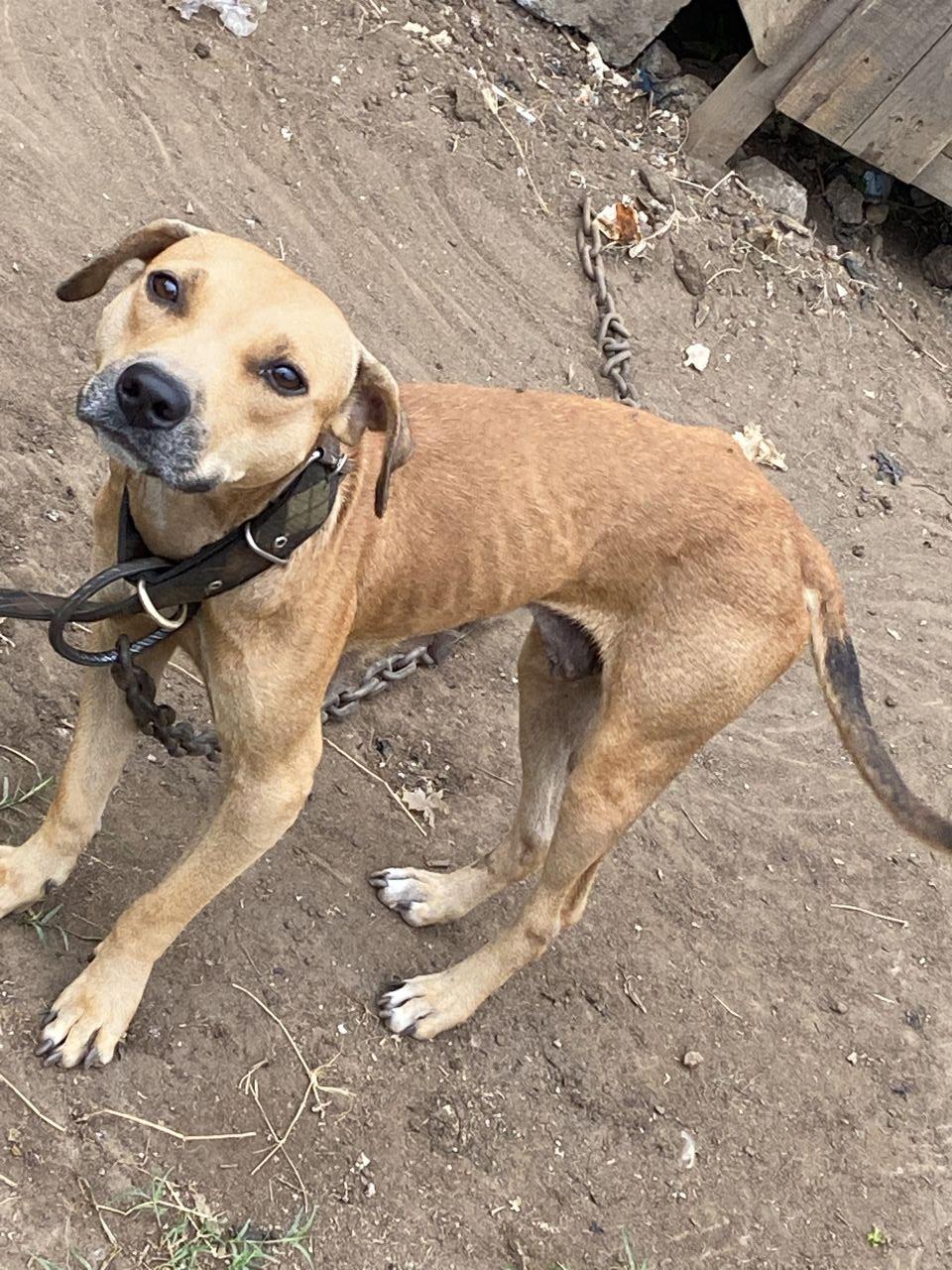 Photo of the dog