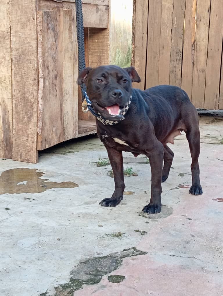Photo of the dog