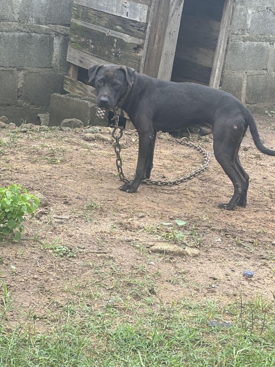 Photo of the dog