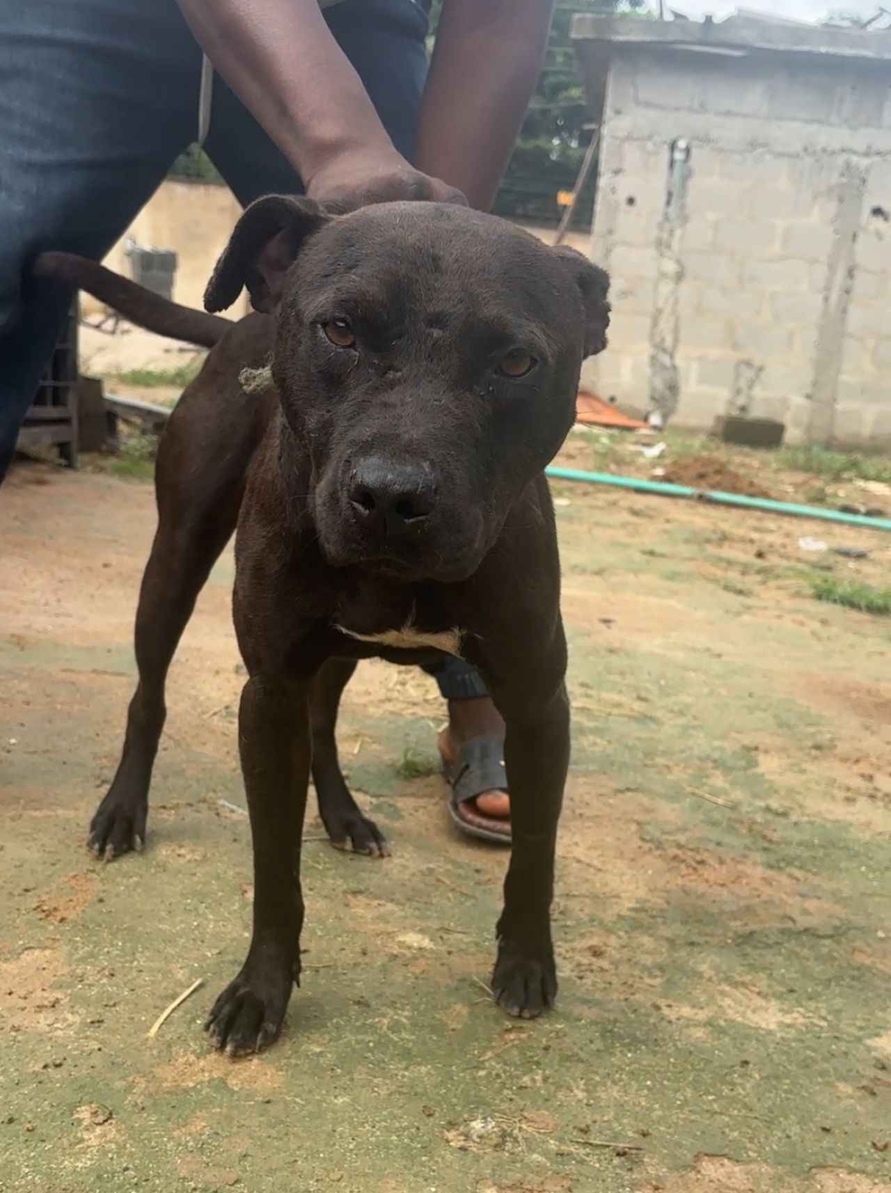 Photo of the dog