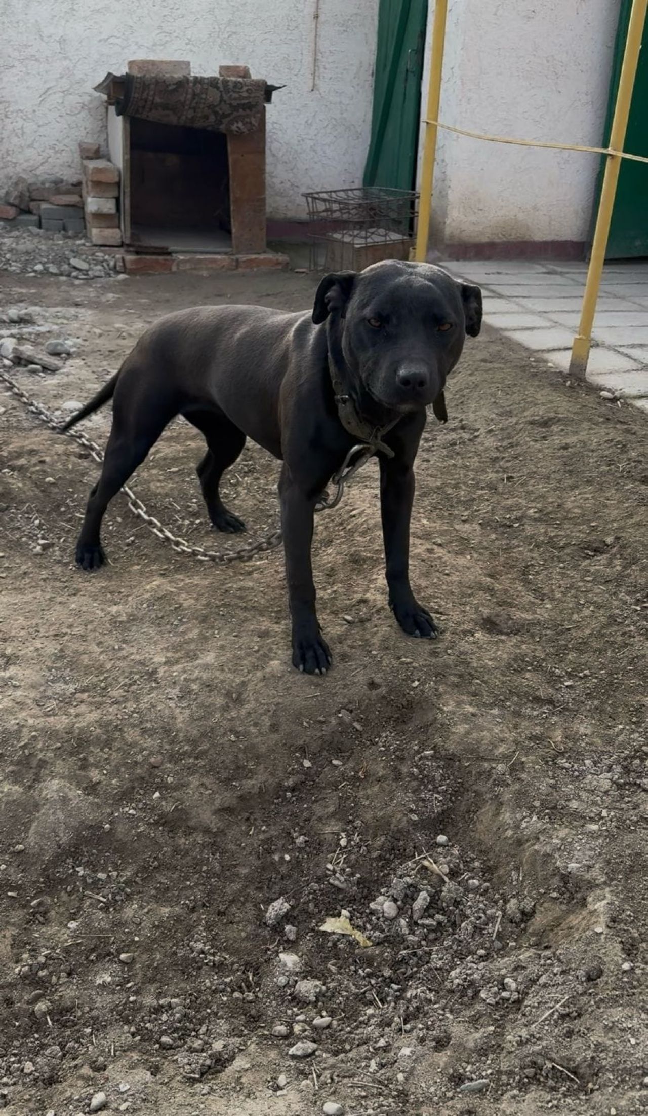 Photo of the dog