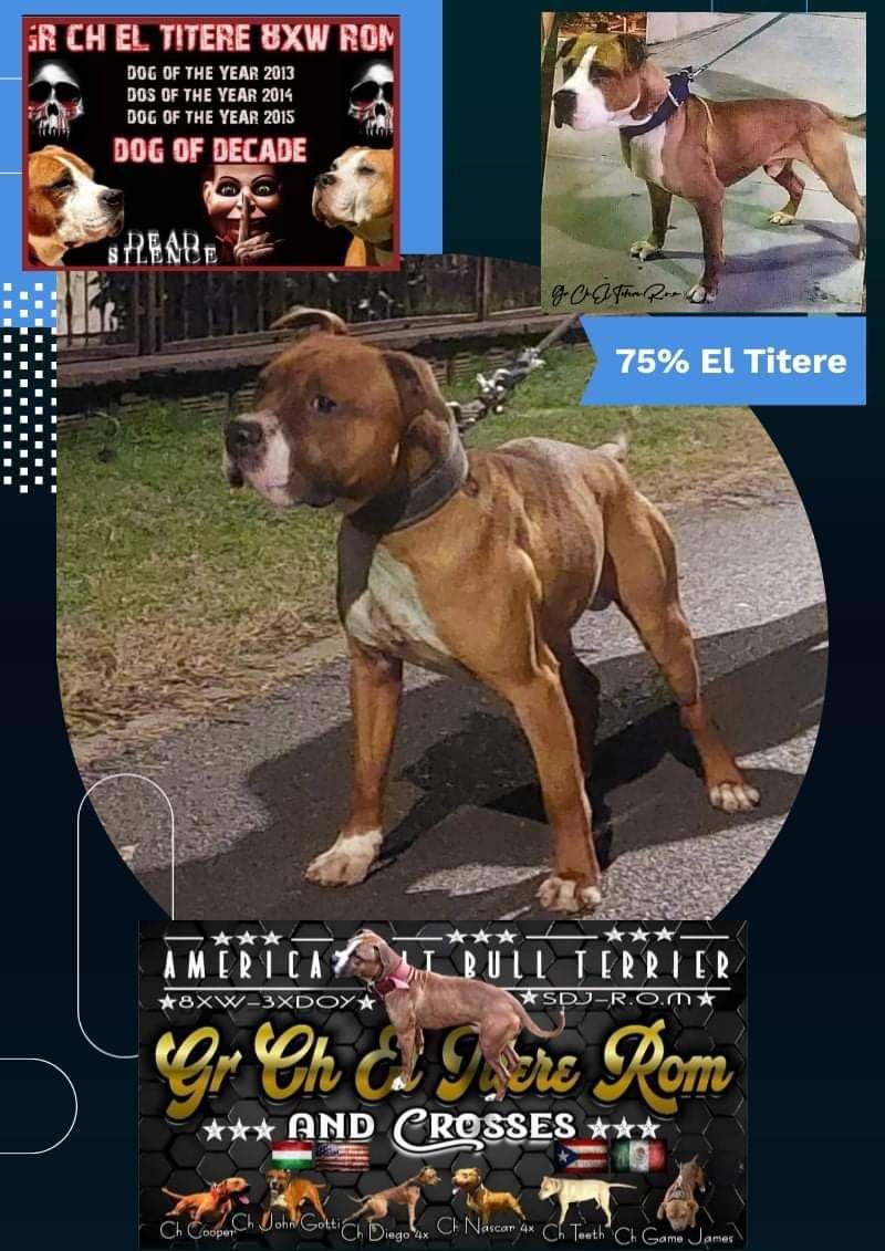 Photo of the dog