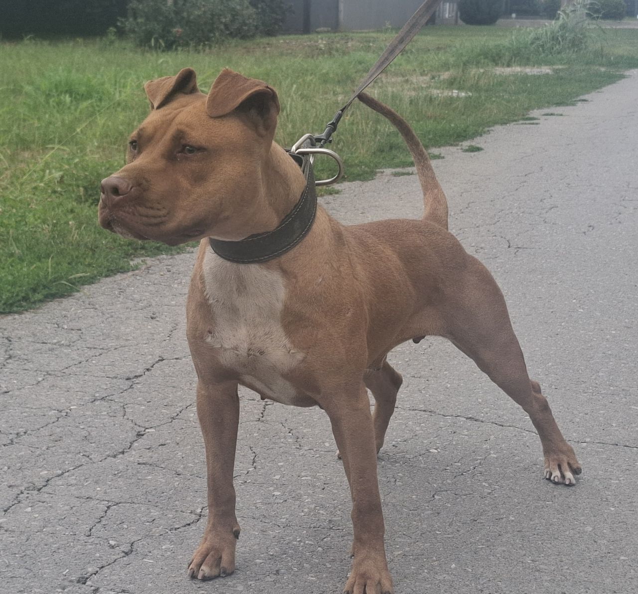 Photo of the dog