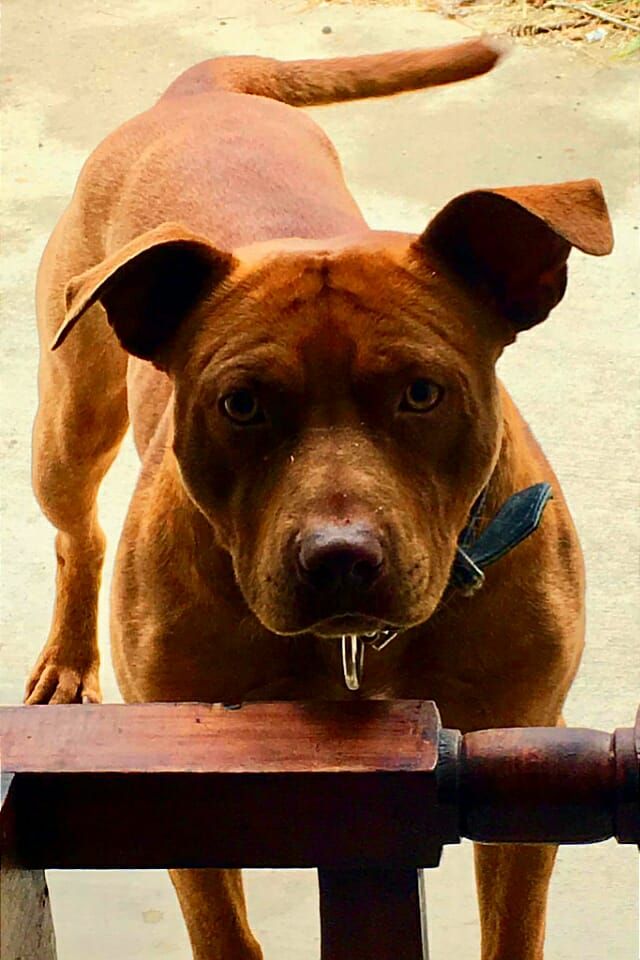 Photo of the dog