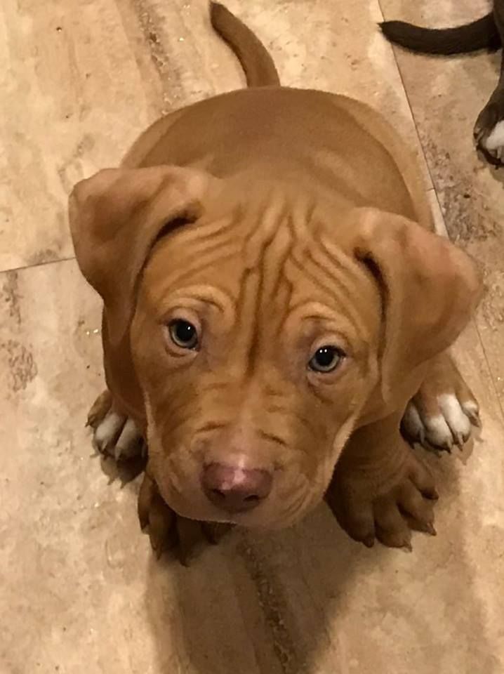 Photo of the dog