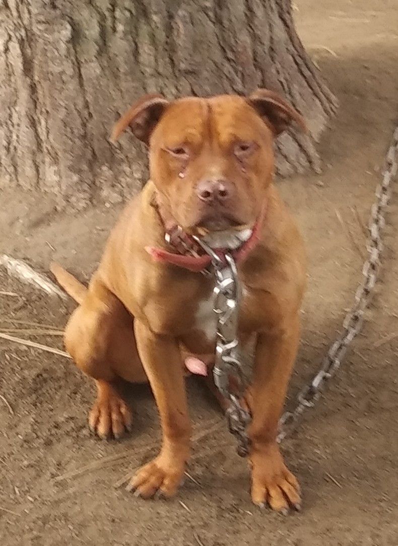 Photo of the dog