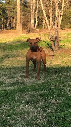 Photo of the dog