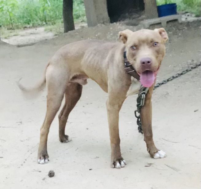 Photo of the dog