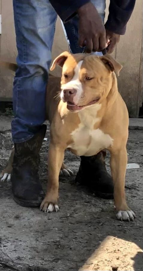 Photo of the dog