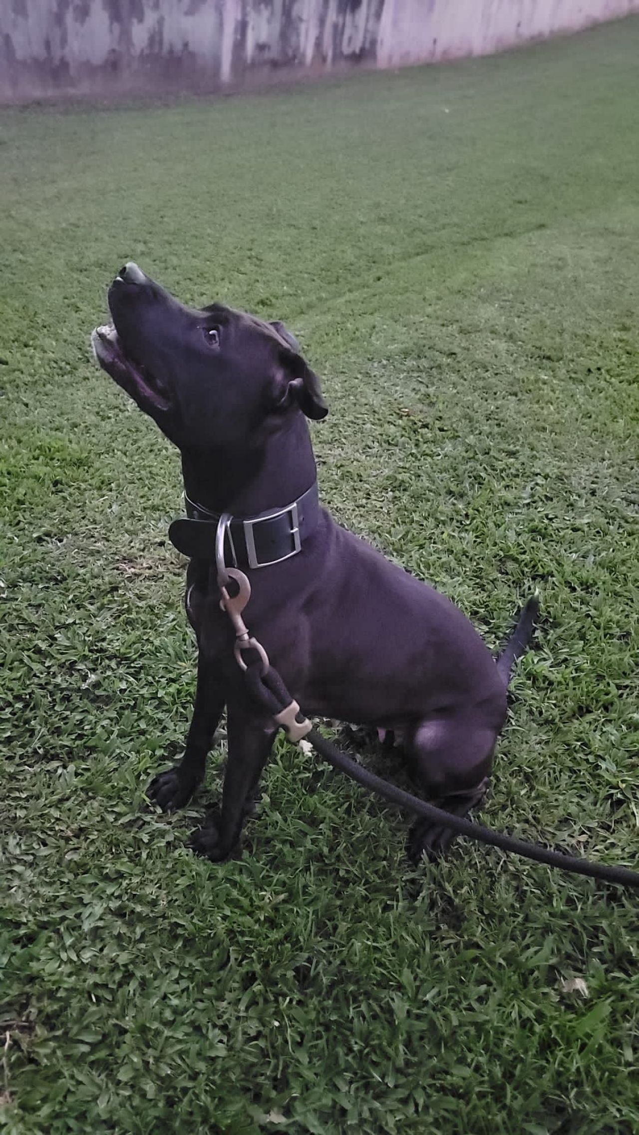 Photo of the dog
